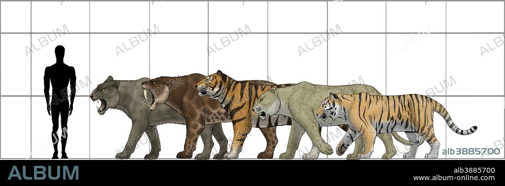 Big felines size chart, featuring Panthera leo atrox, Smilodon populator, Panthera tigris acutidens, Panthera leo spelaea and Panthera tigris altaica (the modern siberian tiger).