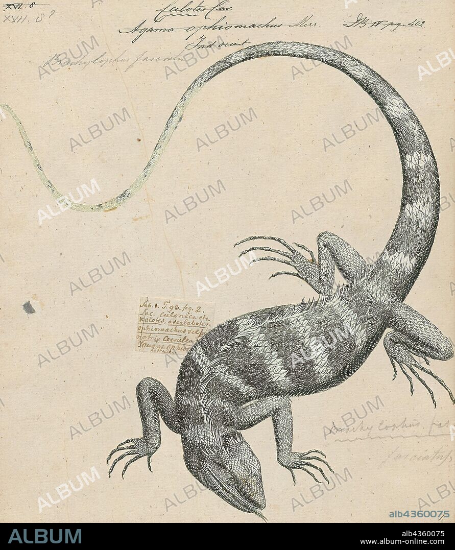Brachylophus fasciatus, Print, The Fiji banded iguana (Brachylophus fasciatus) is an arboreal species of lizard endemic to some of the southeastern Fijian islands. It is found in Tonga, where it was probably introduced by humans. It is one of the few species of iguanas found outside of the New World and one of the most geographically isolated members of the family Iguanidae. Populations of these iguanas have been declining over the past century due to habitat destruction, and more significantly, the introduction of mongoose and house cats to the islands., 1700-1880.