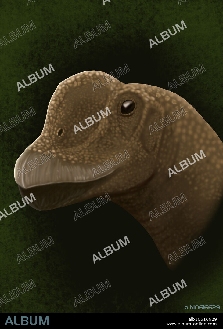 Recent research indicates that the teeth of some large sauropods were covered by a beaklike structure made of keratin called rhamphotheca. One of the dinosaurs that have this structure is the dwarf sauropod Europasaurus which lived in the late Jurassic of Germany. Here the species Europasaurus holgeri is reconstructed showing the last hypothesis on sauropod anatomy. Some sauropods like Camasaurus and Europasaurus have been recently described as sporters of turtlelike beaks.