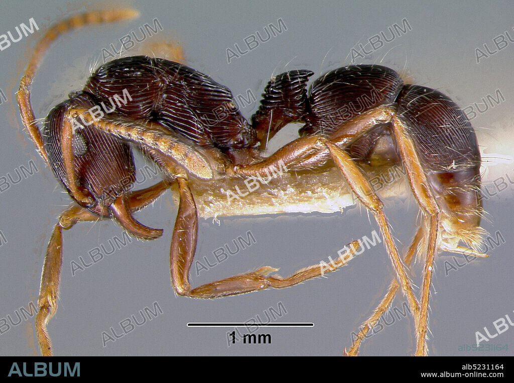 Hauchi, El Beni, Bolivia, Holcoponera acuta Brown, 1956, Animalia, Arthropoda, Insecta, Hymenoptera, Formicidae, Dorylinae.