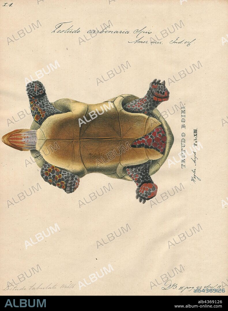 Medium sized tortoise cheap