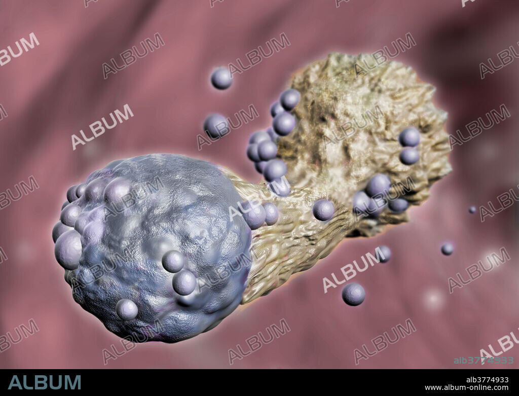 Cytotoxic T Cell Attacking Cancer, Illustration