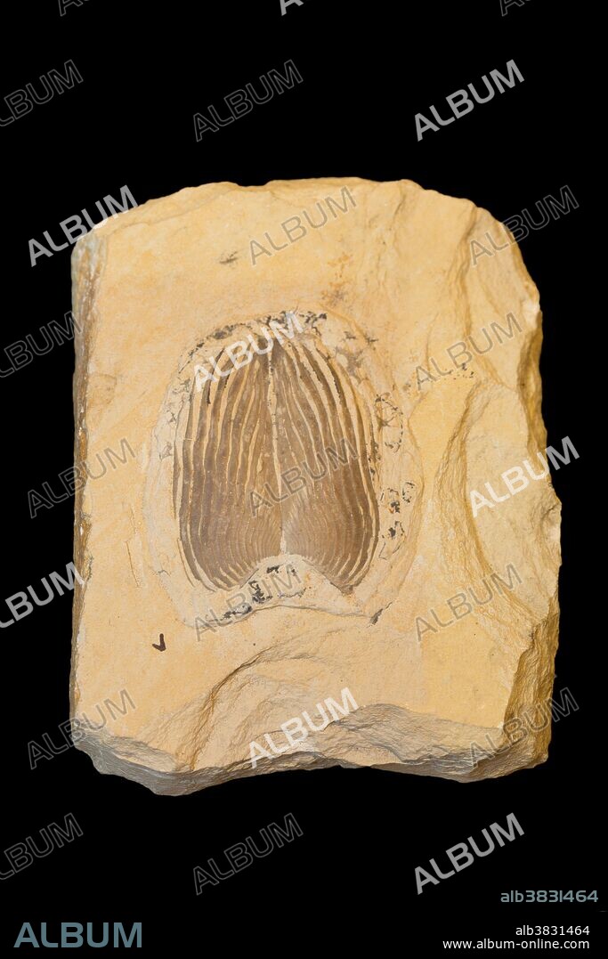 Fossil Aptychus, part of an ammonite, from the Late Jurassic Period (about 148 m.y.a.), Solnhofen, Germany. Aptychi may have been part of an ammonite's jaw, or they could have covered the aperture of the shell. Specimen at Museum of the Earth, Ithaca, New York, USA.