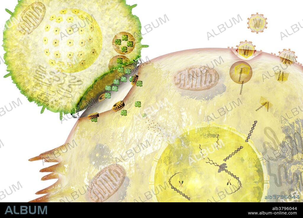 Natural killer (NK) cell attacking a cell infected by a virus (upper right). Natural killer cells are a type of lymphocyte (white blood cell) and a component of the immune system. The NK cell attaches itself to the target cell and proteins called perforin pierce the cell membrane, allowing cytotoxin granules to enter the cell. The cytotoxin granules expel granzymes which promote cell apoptosis (programmed cell death).