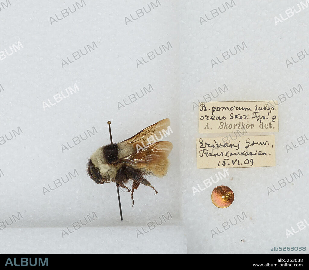 Bombus (Rhodobombus) pomorum (Panzer), Animalia, Arthropoda, Insecta, Hymenoptera, Apidae, Apinae.