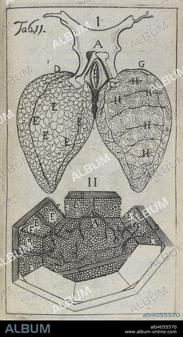 Engraving: figures I and II, showing lungs and capillaries. De pulmonibus observationes anatomica. (On the lungs). 1672. Author: Marcello Malpighi. Source: 1189.a.24.