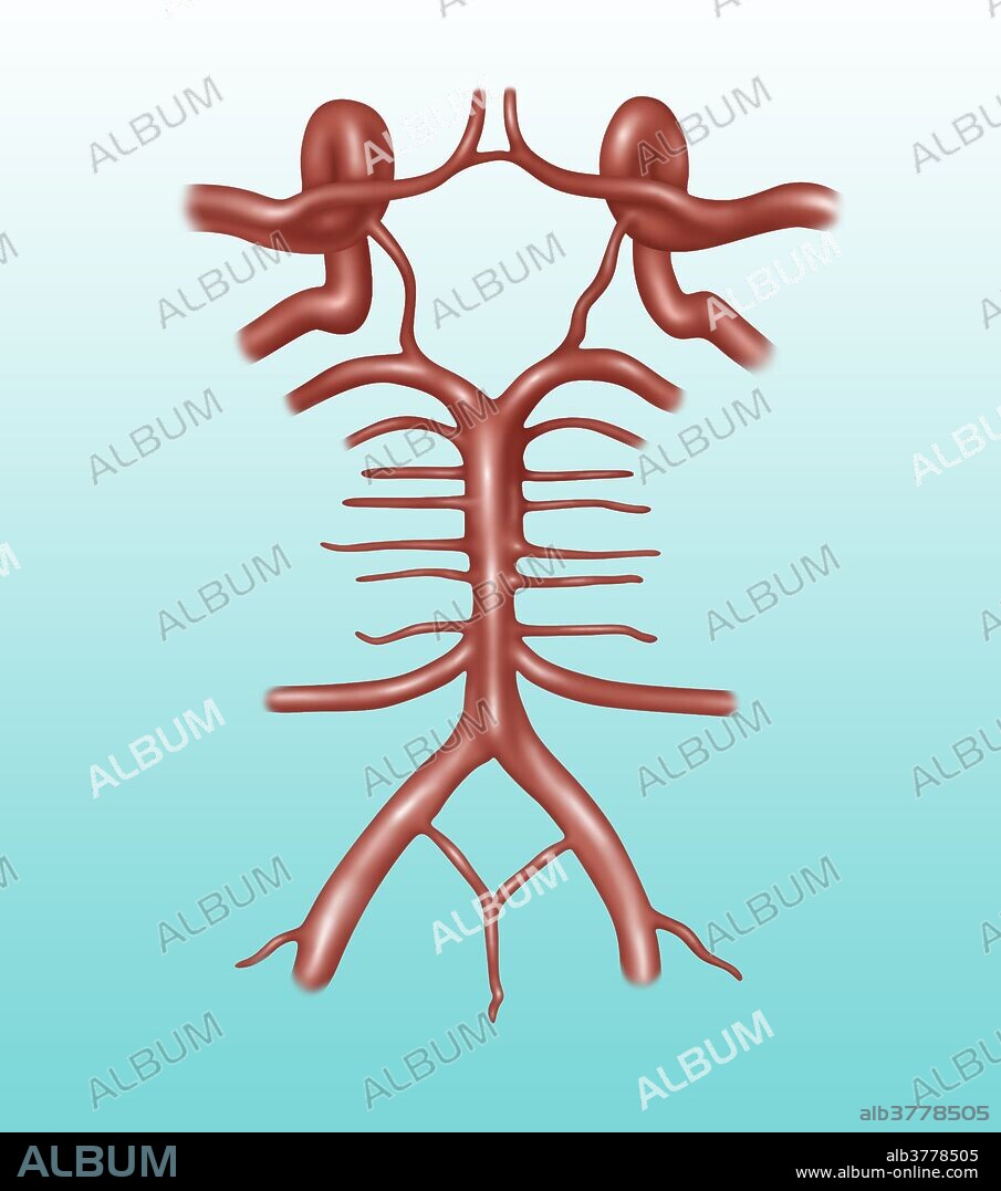 Illustration of the circle of Willis, a circle of arteries that supply blood to the brain. Clockwise starting at top center: anterior cerebral artery, middle cerebral artery, anterior choroidal artery, posterior cerebral artery, pontine arteries, basilar artery, vertebral artery, anterior inferior cerebellar artery, superior cerebellar artery, posterior communicating artery, and anterior communicating artery.