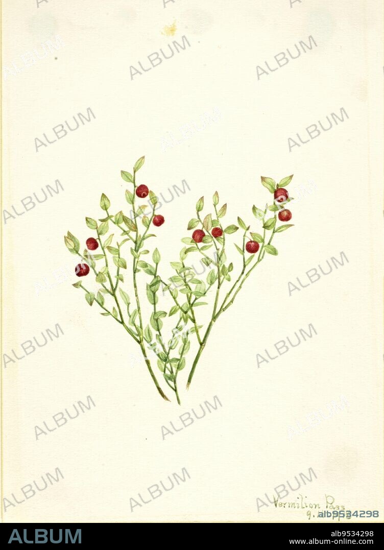 MARY VAUX WALCOTT. Grouse Whortleberry (Vaccinium scoparium). Date: 1918. Watercolor on paper.