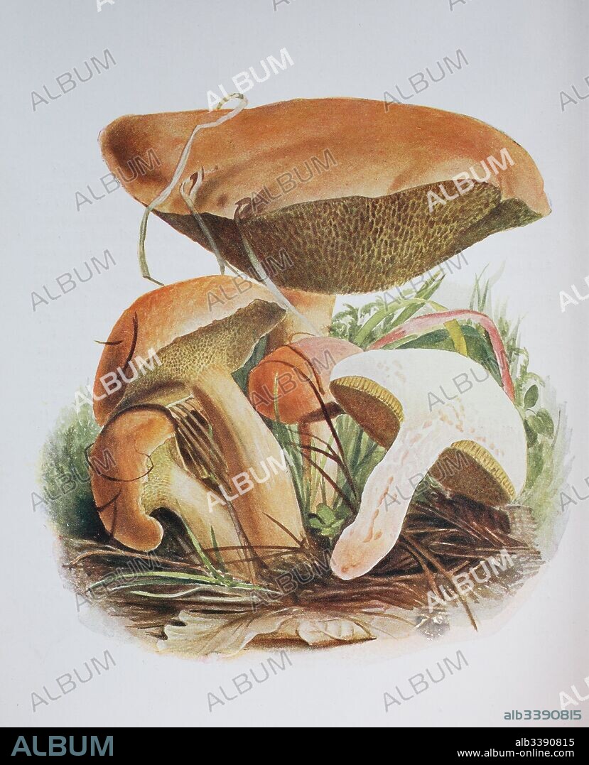 Suillus bovinus, also known as the Jersey cow mushroom or bovine bolete, is a pored mushroom of the genus Suillus in the family Suillaceae, digital reproduction of an ilustration of Emil Doerstling (1859-1940).