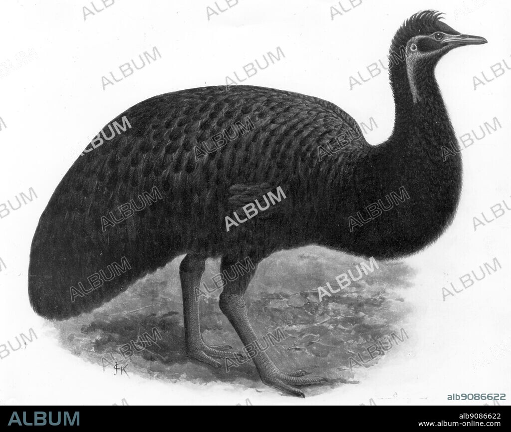 Kangaroo Island Emu? Chromolithograph after a painting by J.G. Keulemans, from W. Rothschild's Extincs Birs (London, 1907), Pl.40, Courtesy of The Hon. Miriam Rothschild.