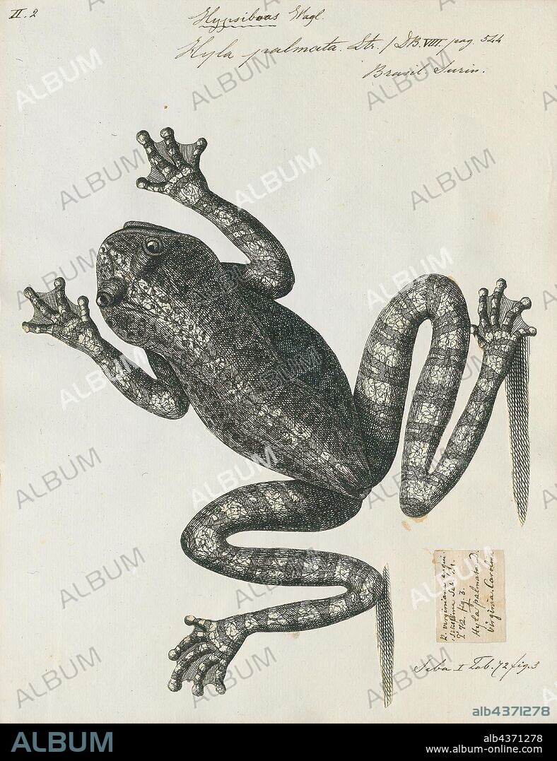 Hyla palmata, Print, Hyla is a genus of frogs in the tree frog family Hylidae. They have a very broad distribution; species can be found in Europe, Asia, Africa, and across the Americas. There were more than 300 described species in this genus, but after a major revision of the family Hylidae most of these have been moved to new genera so the genus now only contains 33 species". The earliest known fossil member of this genus is †Hyla swanstoni from the Eocene of Saskatchewan, Canada., 1700-1880.
