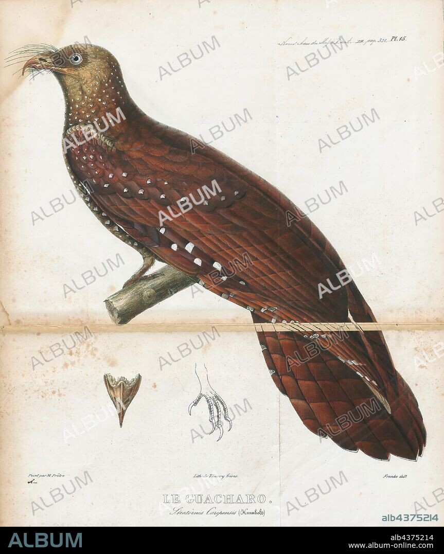 Steatornis caripensis, Print, The oilbird (Steatornis caripensis), locally known as the guácharo, is a bird species found in the northern areas of South America including the island of Trinidad. It is the only species in the genus Steatornis and the family Steatornithidae. Nesting in colonies in caves, oilbirds are nocturnal feeders on the fruits of the oil palm and tropical laurels. They are the only nocturnal flying fruit-eating birds in the world (the kakapo is flightless). They forage at night, with specially adapted eyesight. However they navigate by echolocation in the same way as bats, one of the few birds to do so. They produce a high-pitched clicking sound of around 2 kHz that is audible to humans., 1832-1835.