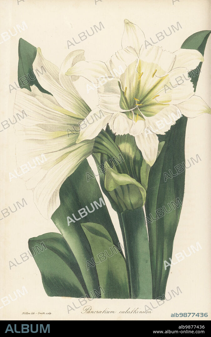 Ismene narcissiflora. Cup-flowered sea daffodil, Pancratium calathinum. Native to Peru and Bolivia. Handcoloured engraving by Frederick William Smith after a botanical illustration by Samuel Holden from Joseph Paxtons Magazine of Botany, and Register of Flowering Plants, Volume 4, Orr and Smith, London, 1837.