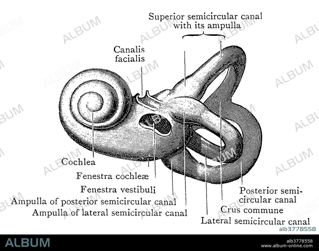 Illustration of the left bony labyrinth of the inner ear from the lateral side. The bony labyrinth or osseous labyrinth is comprised of the vestibule, the three semicircular canals and the cochlea. The membranous labyrinth is contained within it.