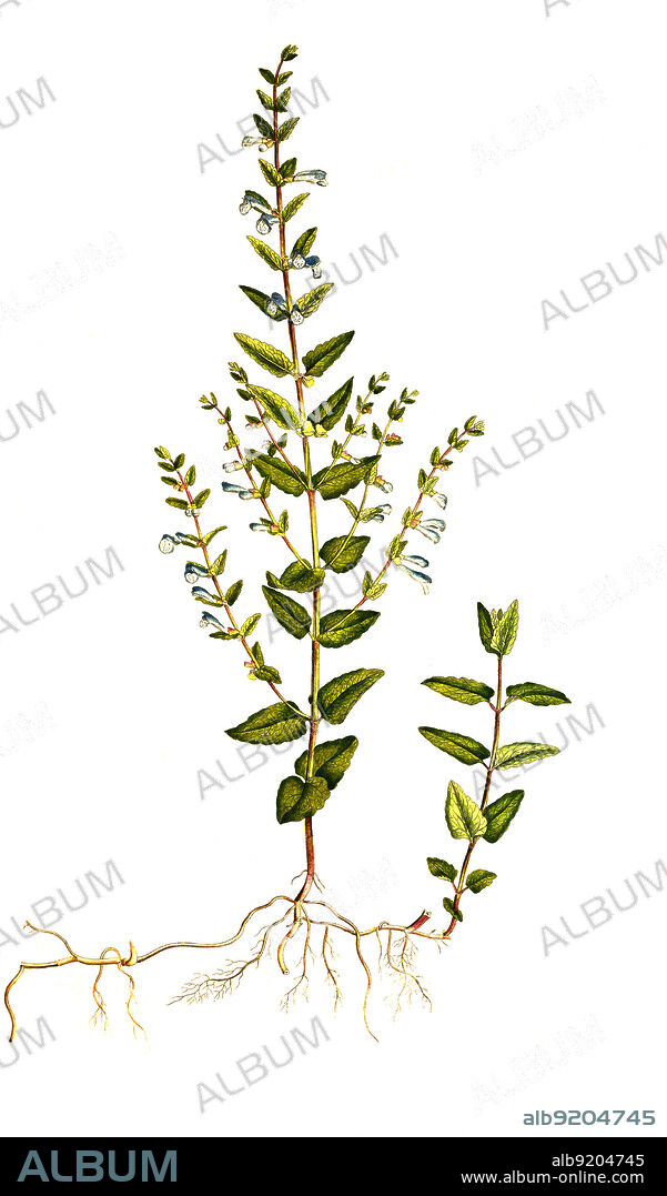 Sumpf-Helmkraut, Scutellaria galericulata, Gewöhnliches Helmkraut oder Kappenhelmkraut / Scutellaria galericulata, the common skullcap, marsh skullcap or hooded skullcap, historical, digital improved reproduction of an original from the 19th century / digital restaurierte Reproduktion einer Originalvorlage aus dem 19. Jahrhundert, genaues Originaldatum nicht bekannt.