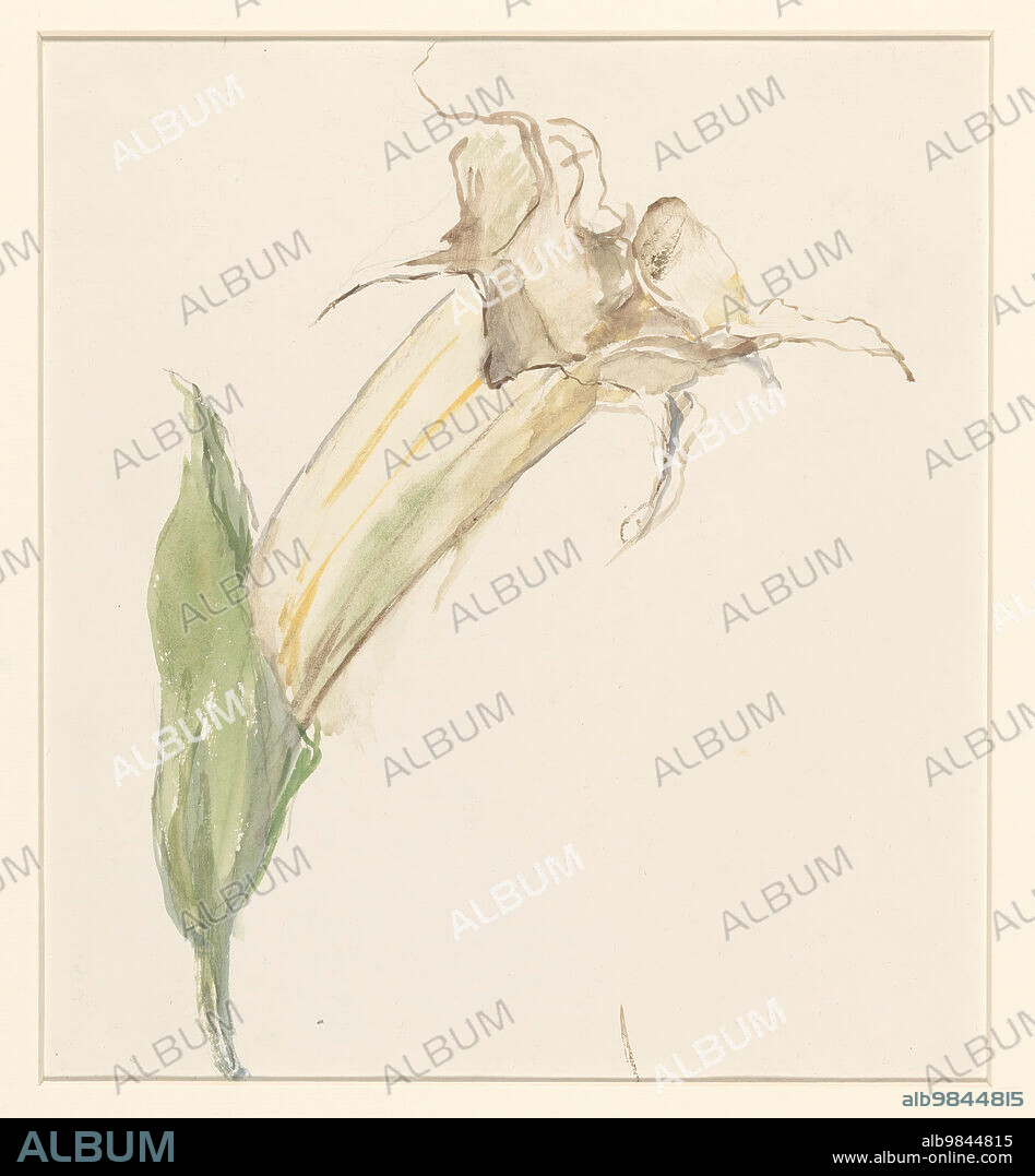 SINA MESDAG VAN HOUTEN. Flower (from a gourd?), 1844-1909.