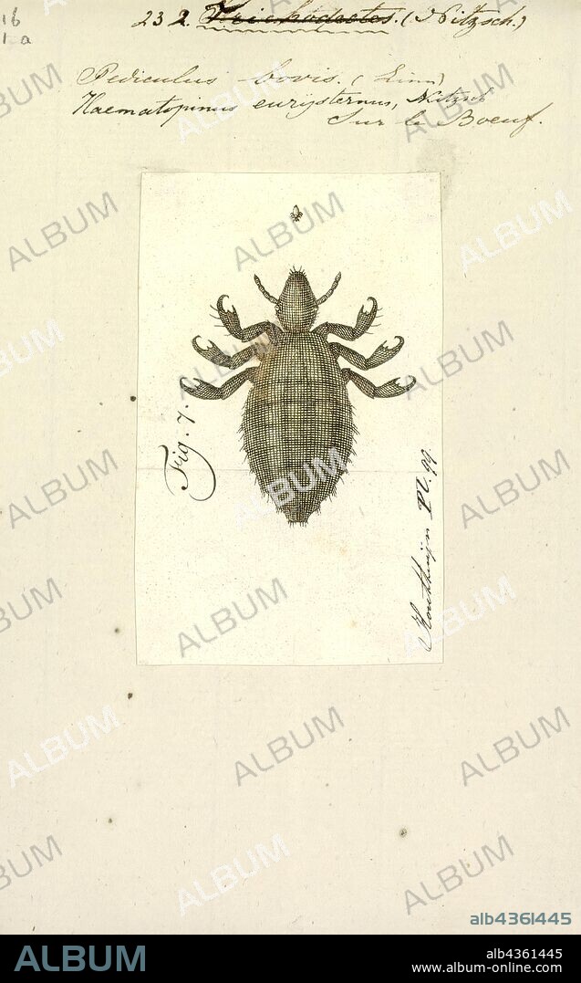 Haematopinus, Print, Haematopinus is a genus of insects in the suborder Anoplura, the sucking lice. It is the only genus in the family Haematopinidae, known commonly as the ungulate lice. All known species are of importance in veterinary medicine. These lice are some of the worst ectoparasites of domestic animals. Species infest many domesticated and wild large mammals, including cattle, horses, donkeys, swine, water buffalo, African buffalo, antelope, zebra, deer, and camels.
