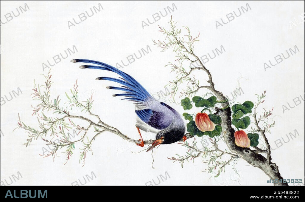 From a collection of beautifully painted Chinese ornothological studies, mid-19th century, by an anonymous painter. The Formosan Blue Magpie (Urocissa caerulea), also called the Taiwan Magpie or the 'long-tailed mountain lady' is a member of the Crow family. In 2007 it was chosen as Taiwan's national bird.