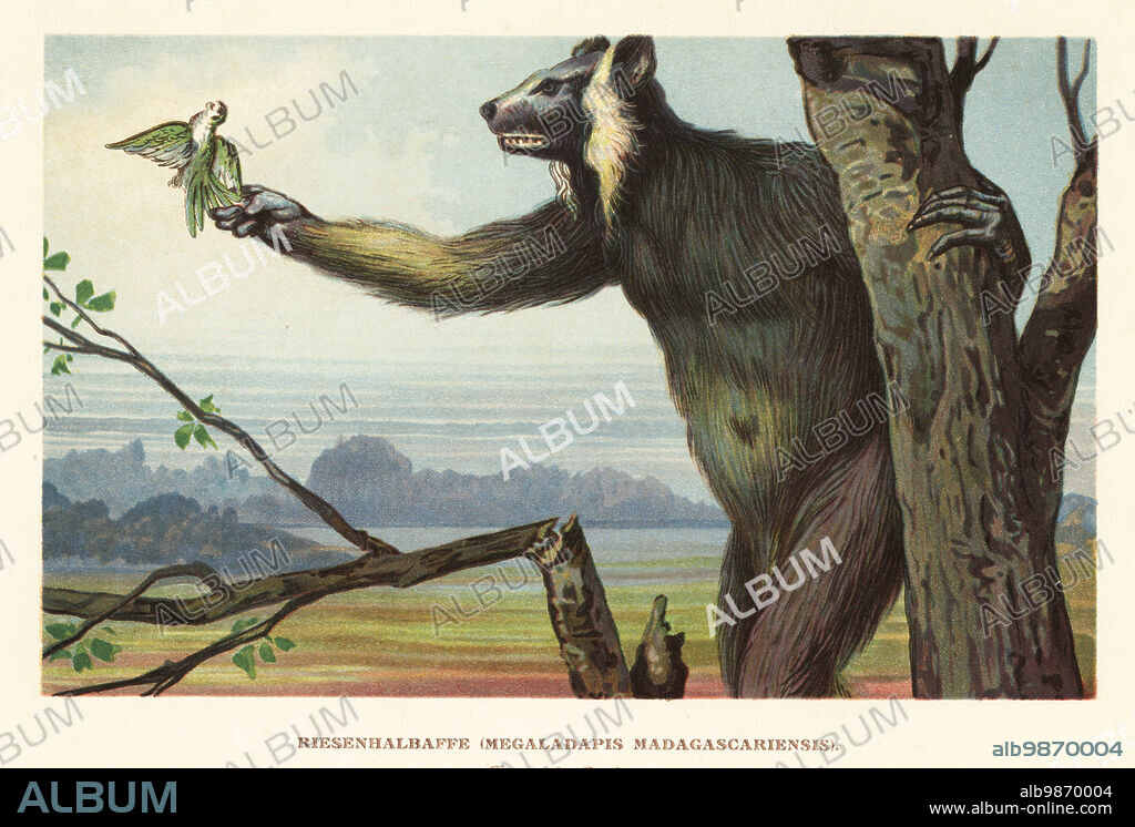 Extinct giant lemur or koala lemur of Madagascar, Megaladapis madagascariensis, hunted to extinction between the 13th and 15th centuries. Depicted with a vasa parrot, Coracopsis species, in its paw. Riesenhalbaffe, Megaladapis madagascariensis. Colour printed illustration by F. John from Wilhelm Bolsches Tiere der Urwelt (Animals of the Prehistoric World), Reichardt Cocoa company, Hamburg, 1908.