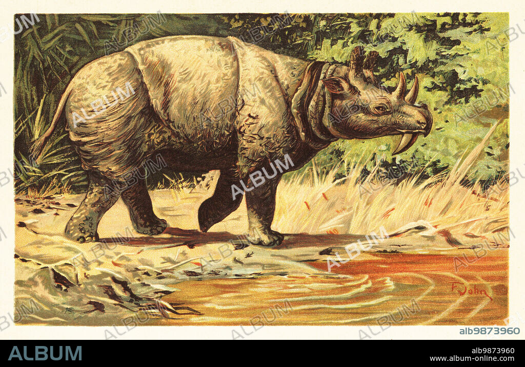 Uintatherium anceps, extinct herbivorous mammal of the Eocene. Beast of the Uinta Mountains, order of Dinocerata (terrible horned). Dinoceras (Schreckhorn). Colour printed illustration by F. John from Wilhelm Bolsches Tiere der Urwelt (Animals of the Prehistoric World), Reichardt Cocoa company, Hamburg, 1908.