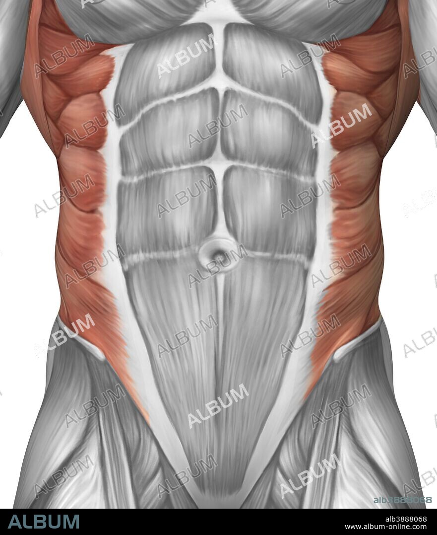 Male muscle anatomy of the abdominal wall.