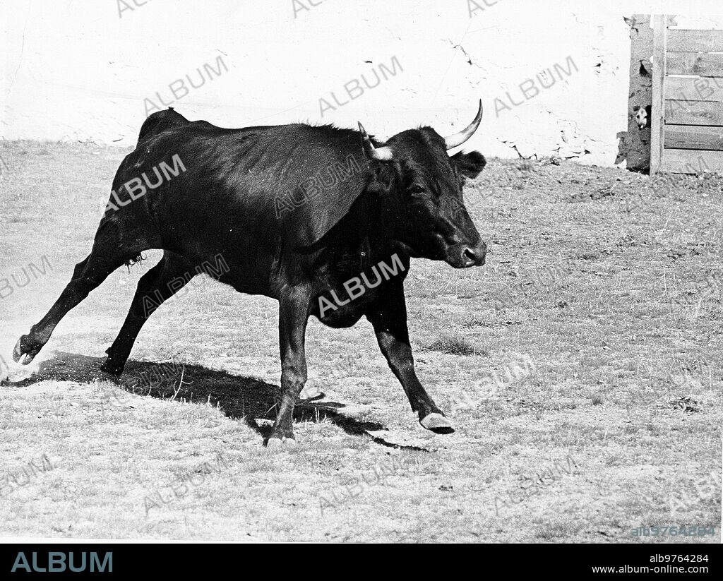 17 septiembre 1976. "Conocida", número 7, de Amalia Pérez Tabernero, la vaca que Mató A Antonio Bienvenida.