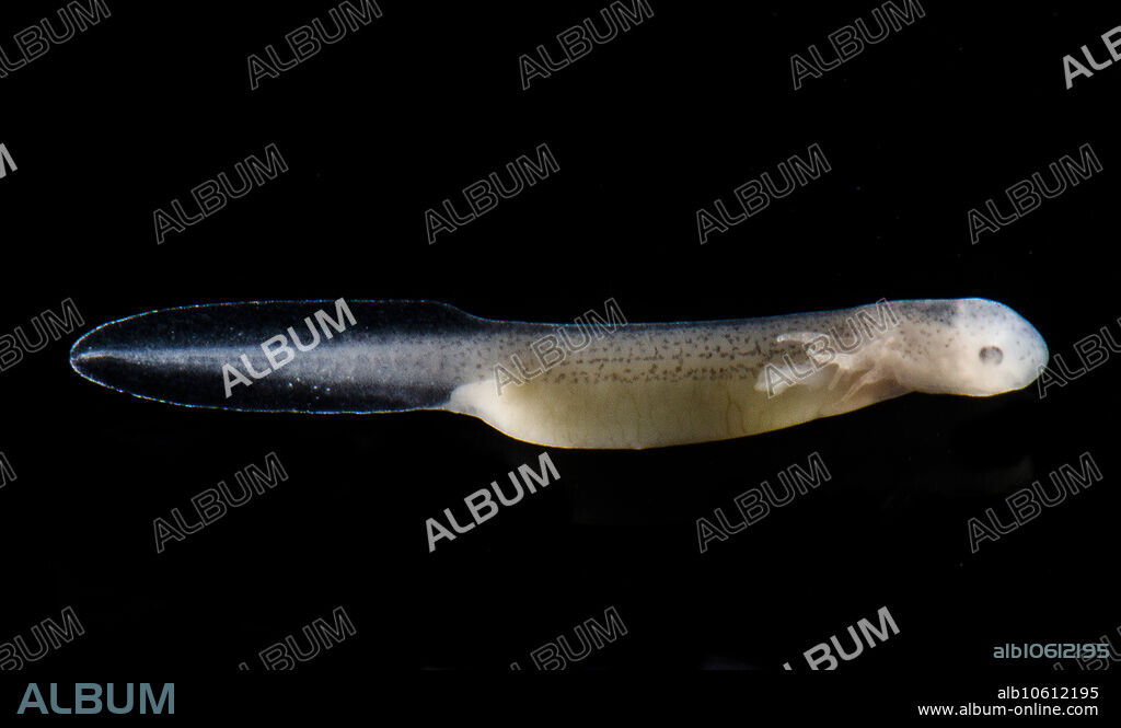 The Georgia Blind Salamander (Eurycea wallacei), is an obligate inhabitant of groundwater. This species only lives in the Floridan Aquifer and is known from sites in both Florida and Georgia. Excessive removal of groundwater and contamination of the resource threatens this species with intensive agricultural activities taking place on the surface above the Floridan Aquifer. The IUCN lists the species as vulnerable, Florida lists the species as a 'species of special concern' and Georgia lists the species as 'threatened.' The suite of characters associated with life below ground are readily observable in this species with a decrease in pigment, no eyes, a flattened and spade shaped head, and neoteny (reproductive capability in a larval body form). The San Antonio Zoo s Center for Conservation & Research was the first in the world to breed this species is captivity in 2019. These images depict the captive breeding event. This individual is one week old.