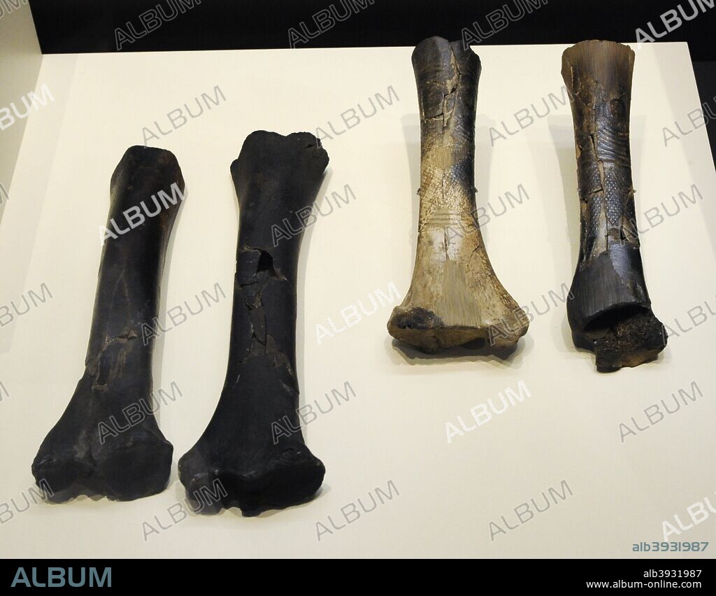 Huesos largos para la elaboración de ídolos oculados. Calcolítico. Almizaraque (Cuevas del Almanzora, provincia de Almería). Museo Arqueológico Nacional. Madrid. España.