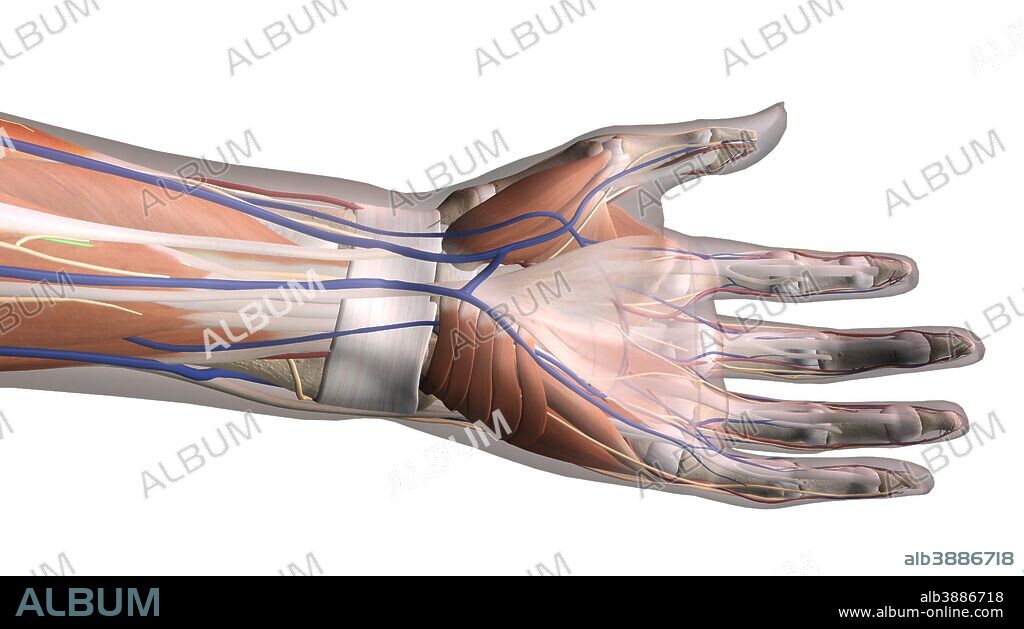 Hand anatomy, ventral view on white background.