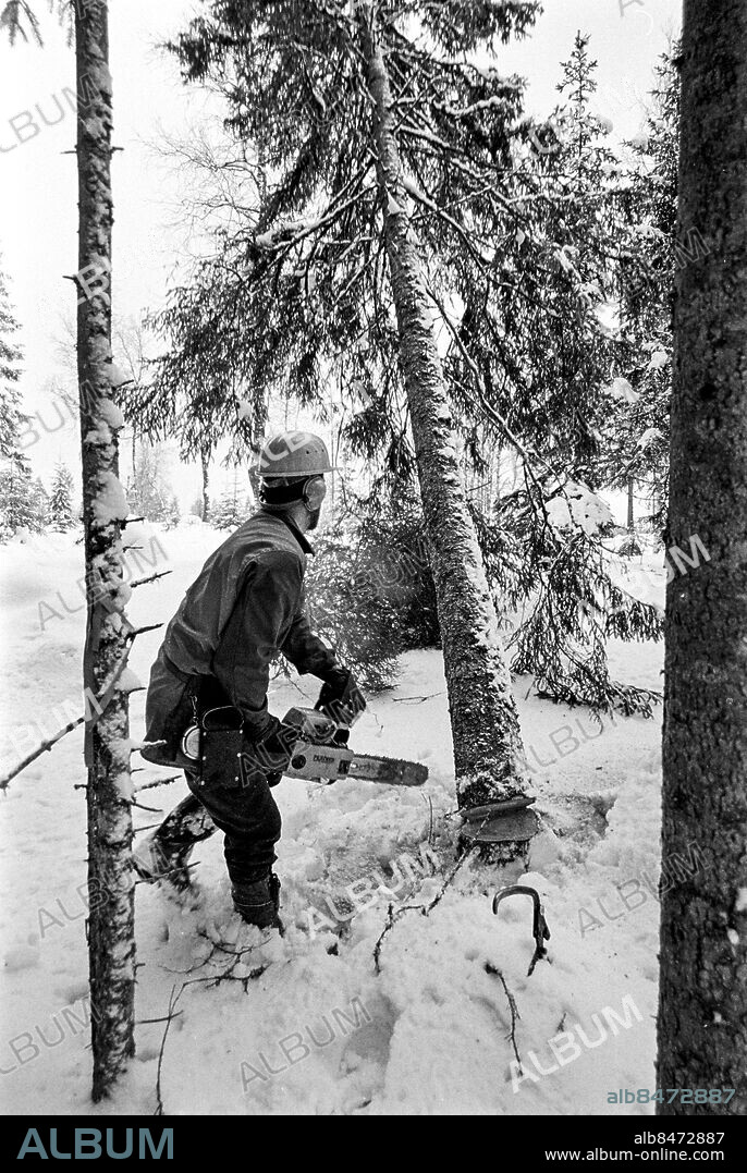 VÄRMLAND GLAVA 1972-02.. Skogsarbetare Åke Nilsson arbetar med trädfällning.. Foto: Bo-Aje Mellin / RiR / SVT / Kod: 5600. Bild och reportage publ. i RiR 12/72 sid. 12-14, 55 inför två radioprogram.. RiR 20434 sv/v neg.