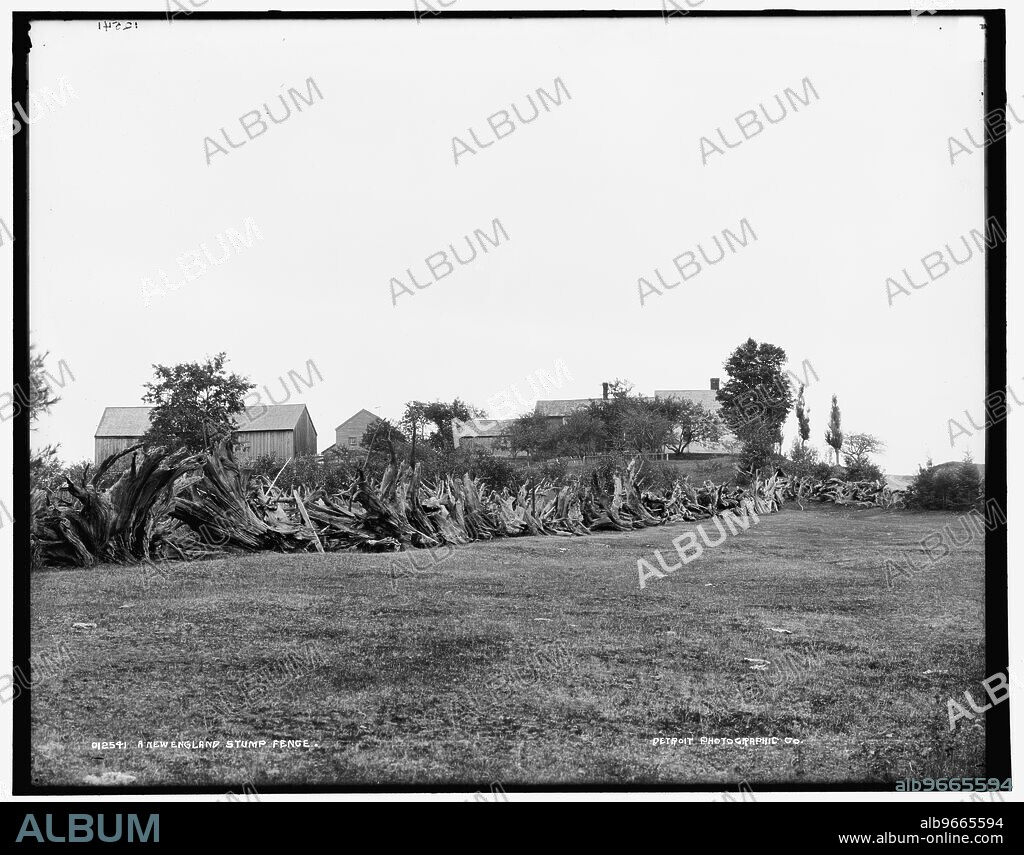 A New England stump fence, between 1890 and 1901.
