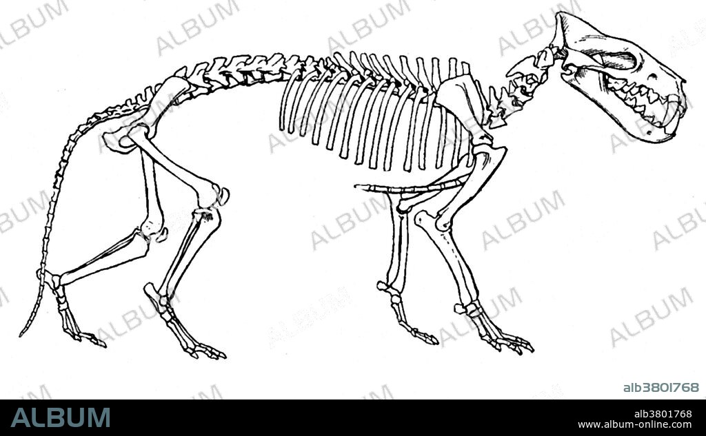 Hyaenodon (hyena-toothed) is an extinct genus of Hyaenodonts, a group of carnivorous creodonts of the family Hyaenodontidae endemic to all continents except South America, Australia and Antarctica. Some species of this genus were amongst the largest terrestrial carnivorous mammals of their time; others were only of the size of a marten. Hyaenodon was one of the latest genera of the Hyaenodonts and is known from the Late Eocene to Early Miocene. This animal appeared during Cenozoic era, the most recent era of geologic time, from about 65 million years ago to the present. The Cenozoic Era is characterized by the formation of modern continents and the diversification of mammals and plants. Grasses also evolved during the Cenozoic. The climate was warm and tropical toward the beginning of the era and cooled significantly in the second half, leading to several ice ages. Humans first appeared near the end of this era.
