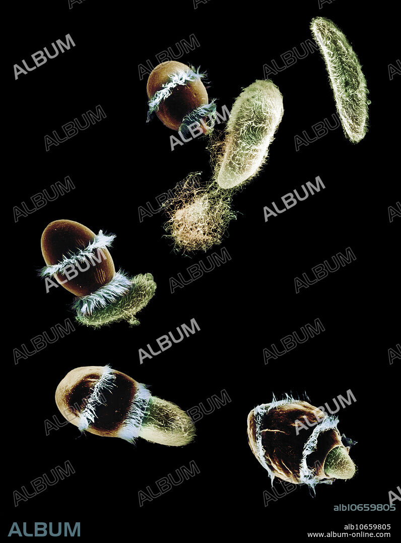 Colorized composite image of Didinium nasutum attacking and ingesting a Paramecium. Didinium nasutum is a one-celled, barrel-shaped ciliate characterized by two bands of cilia around its body. It is commonly found in bodies of fresh or brackish water, where it is a voracious predator of its main food source, the much larger unicellular ciliate Paramecium. Didinium attacks with poisonous trichocysts and attachment lines, and the Paramecium ejects its own trichocysts in defense. Didinium then engulfs its prey and digests it within a few hours, ready to hunt again. Composite and colorization of scanning electron micrographs (SEM), average magnification 1500x at 8 x10 .