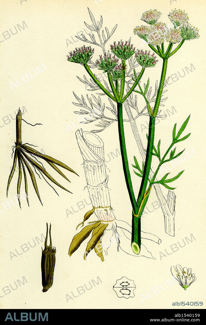 OEnanthe silaifolia; Sulphurwort Water-Dropwort.