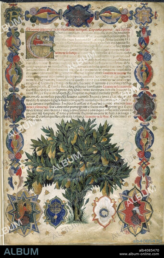 Text page with ornamental borders. Carrara Herbal. Italy (Padua); circa 1400. (Whole folio) Text page with ornamental borders containing a fruit-bearing tree and the arms of Carrara and at the top, the letter 'F', probably standing for Francesco Carrara, Lord of Padua, who died in 1406.  Image taken from Carrara Herbal.  Originally published/produced in Italy (Padua); circa 1400. . Source: Egerton 2020, f.4. Language: Italian translation from Arabic.