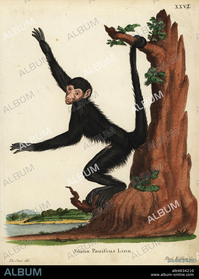 Red-faced spider monkey, Ateles paniscus. Vulnerable. Simia paniscus Linn. Handcoloured copperplate engraving by Paul Kuffner after an illustration by Jacques de Seve from Johann Christian Daniel Schreber's Animal Illustrations after Nature, or Schreber's Fantastic Animals, Erlangen, Germany, 1775.