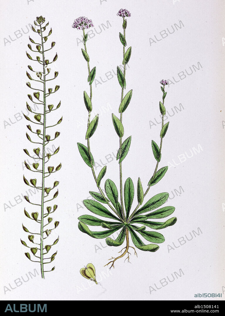 Botanical Print,Short styled alpine Penny Cress, 19th century.