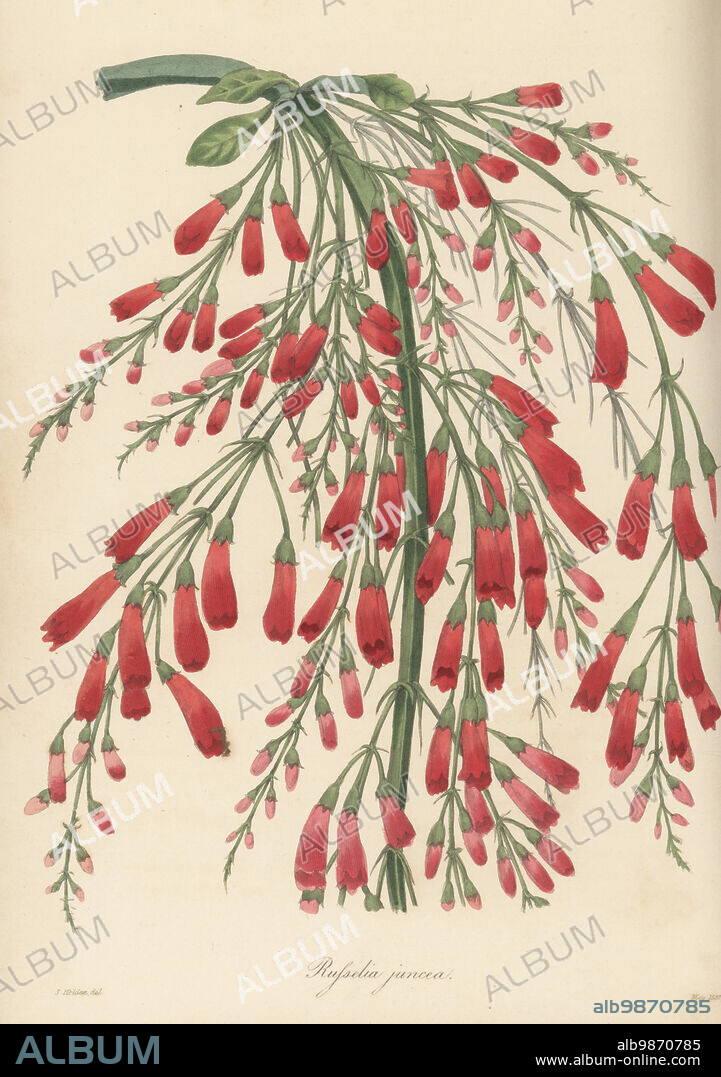 Fountainbush, firecracker plant, coral plant, Russelia equisetiformis. Native to Mexico and Guatemala, found by Bavarian botanist Count Wilhelm Friedrich Karwinski von Karwin in Mexico and introduced to England via Berlin and Munich botanical gardens. Rushy-branched russelia, Russelia juncea. Handcoloured engraving after a botanical illustration by Samuel Holden from Joseph Paxtons Magazine of Botany, and Register of Flowering Plants, Volume 4, Orr and Smith, London, 1837.
