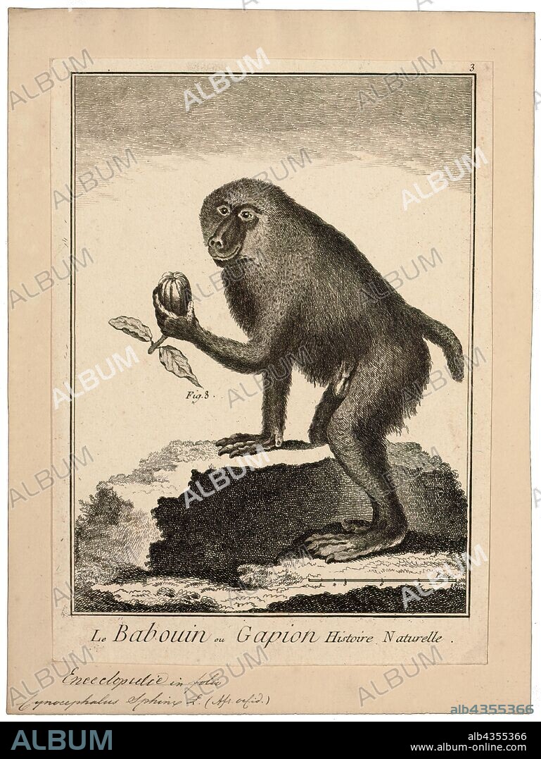 Cynocephalus sphinx, Print, The Philippine flying lemur or Philippine colugo (Cynocephalus volans), known locally as kagwang, is one of two species of colugo or "flying lemurs". It is monotypic of its genus. Although called a flying lemur, it cannot fly and is not a lemur. Instead, it glides as it leaps among trees., 1751-1780.