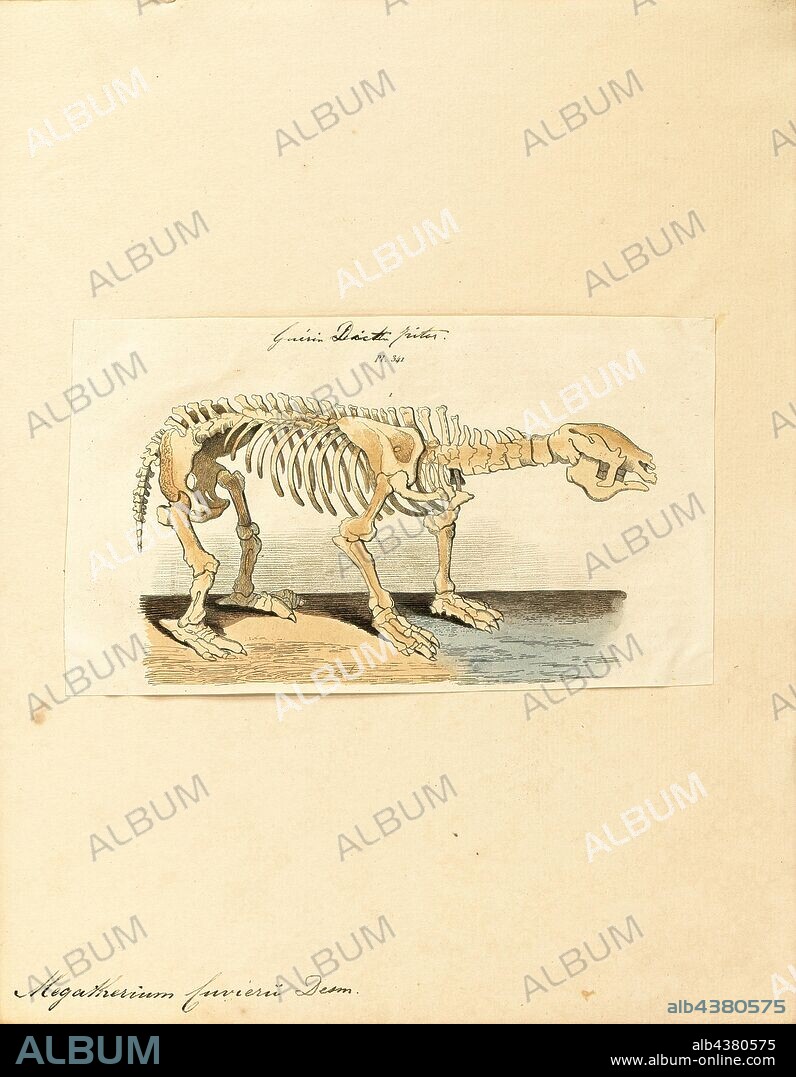 Megatherium cuvierii, Print, Megatherium was a genus of elephant-sized ground sloths endemic to South America, sometimes called the giant ground sloth, that lived from the Early Pliocene through the end of the Pleistocene.Only a few other land mammals equaled or exceeded Megatherium in size, such as large proboscideans (e.g., elephants) and the giant rhinoceros Paraceratherium. Megatherium was first discovered in 1788 on the bank of the Luján River in Argentina, the holotype specimen was then shipped to Spain the following year wherein it caught the attention of the esteemed paleontologist Georges Cuvier, Cuvier was the first to determine, by means of comparative anatomy, that Megatherium was a sloth., skeleton.
