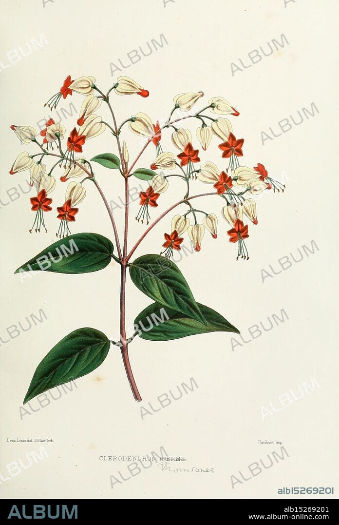 Familiar Indian flowers, Bombay, Published for the author by L. Reeve and Co, [1878], botany, flowers, India, Clerodendron thomsonae, Lena Lowis, Clerodendron inerme, Lena Lowis, Mrs. Ninian Lowis, Selina Caroline Shakespeare Lowis, Selina Caroline Shakespeare, Lena Lowis, 5, 5, women in science,, The illustration depicts a botanical study of Clerodendron inerme, showcasing delicate clusters of bell-shaped flowers. The blossoms feature a creamy white hue with striking red accents at their centers. Complementing the flowers, broad, textured green leaves form a lush backdrop, enhancing the vibrancy of the floral arrangement. Below the illustration, the scientific name ''Clerodendron inerme'' is elegantly inscribed, emphasizing the study's focus on this particular species. The composition reflects a meticulous attention to detail, common in botanical art, capturing the essence of this plant's unique beauty.