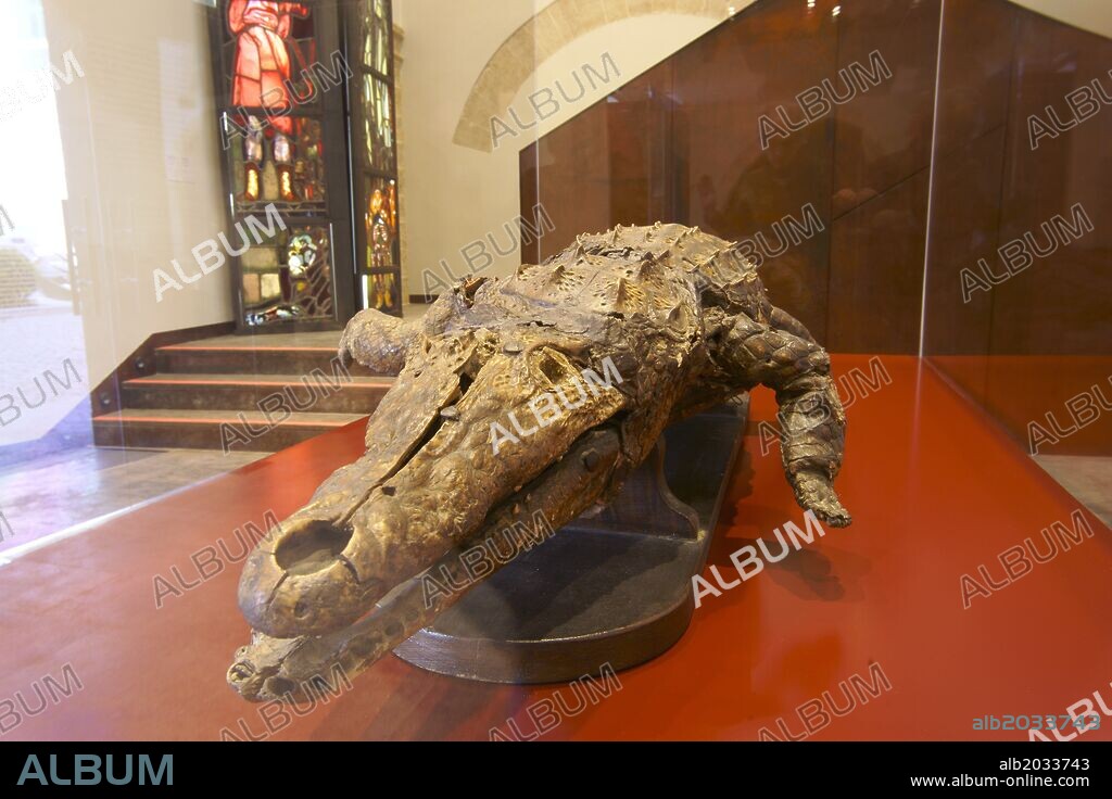 "Drac de Na Coca".Museo diocesano (Museu diocesà).Centro historico.Palma.Mallorca.Baleares.España.