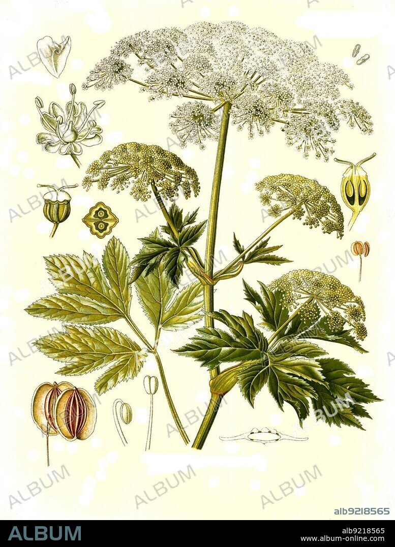 Medicinal plant, Imperatoria ostruthium, Meisterwurz, also called Kaiserwurz or Ostruz, a species of plant from the genus Haarstrang, Historical, digitally restored reproduction from a 19th century original