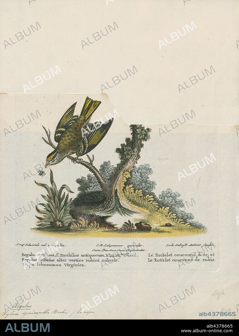 Regulus ignicapillus, Print, The common firecrest (Regulus ignicapilla) also known as the firecrest, is a very small passerine bird in the kinglet family. It breeds in most of temperate Europe and northwestern Africa, and is partially migratory, with birds from central Europe wintering to the south and west of their breeding range. Firecrests in the Balearic Islands and north Africa are widely recognised as a separate subspecies, but the population on Madeira, previously also treated as a subspecies, is now treated as a distinct species, the Madeira firecrest, Regulus madeirensis. A fossil ancestor of the firecrest has been identified from a single wing bone., 1700-1880.