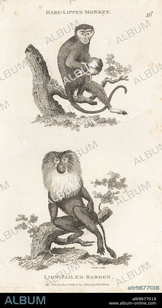 Endangered crab-eating macaque, Macaca fascicularis, and endangered lion-tailed macaque or wanderoo, Macaca silenus. As hare-lipped monkey, Simia cynomolgus, and lion-tailed baboon, Simia ferox. After illustrations by Jacques de Seve for the Comte de Buffon. Copperplate engraving by James Heath from George Shaws General Zoology: Mammalia, G. Kearsley, Fleet Street, London, 1800.
