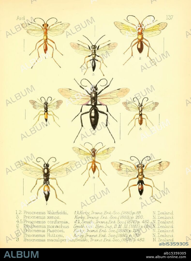 Aid to the identification of insects, London, E.W. Janson, 1880-90, classification, insects, arthropoda, arthropod, New Zealand, Priocnemis wakefieldii, Sphictostethus nitidus, Priocnemis xenos, Priocnemis conformis, Priocnemis monachus, Priocnemis pascoei, Priocnemis huttoni, Priocnemis maculipennis, Sphictostethus fugax.