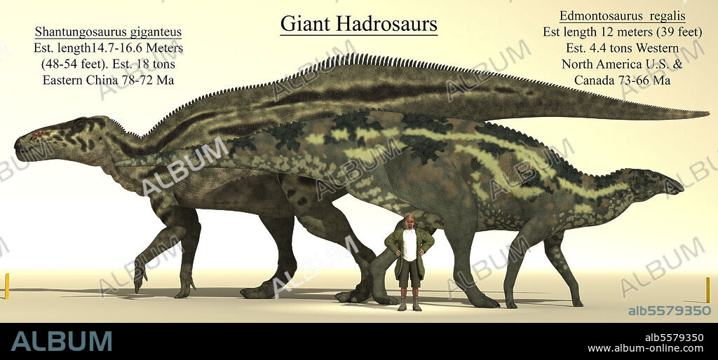 Size comparison of two of the biggest hadrosaurs, Edmontosaurus and Shantungosaurus.