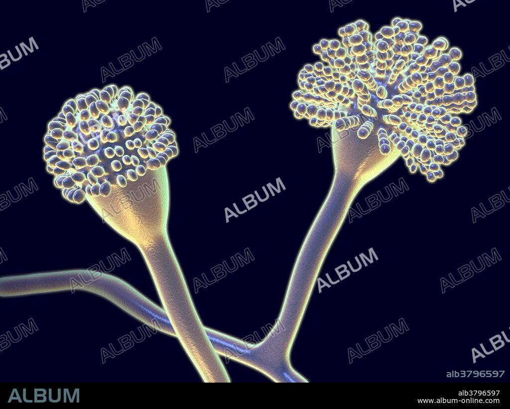 Morphology of Aspergillus fumigatus. This fungus is common in dust, soil, and on plants and plant products such as hay or grain. Aspergillus fumigatus can cause a number of different diseases in humans, including allergic disorder, respiratory infection and invasive disease.