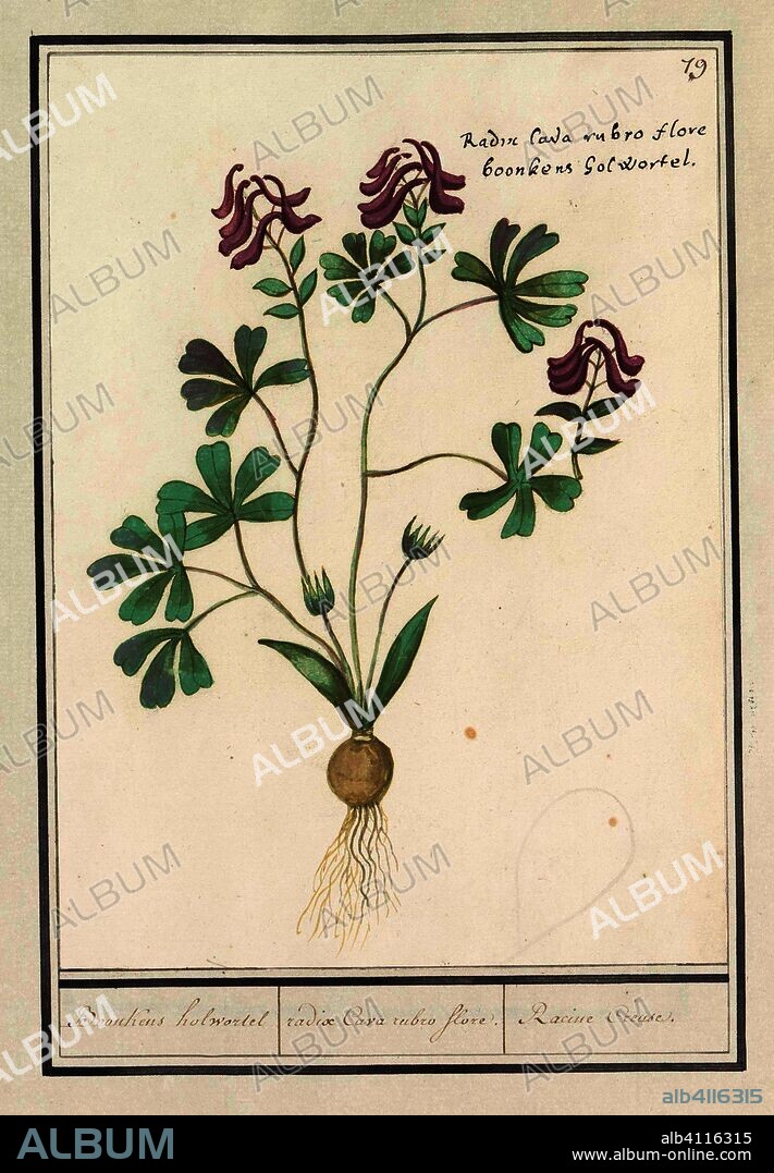 ANSELMUS BOËTIUS DE BOODT. Holwortel (Corydalis cava). Boonkens holwortel. / radix Cava rubro flore. / Racine Creuse. (title on object). Draughtsman: Anselmus Boëtius de Boodt. Draughtsman: Elias Verhulst. Dating: 1596 - 1610. Place: Praag. Measurements: h 238 mm × w 174 mm.