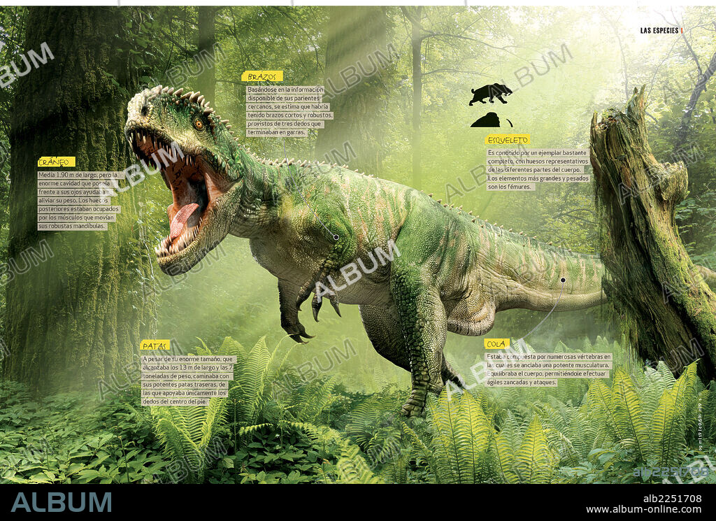 Cómo era el Giganotosaurus. Infografía sobre algunas de las características anatómicas más representativas del Giganotosaurio, dinosaurio carnívoro del período Cretácico.
